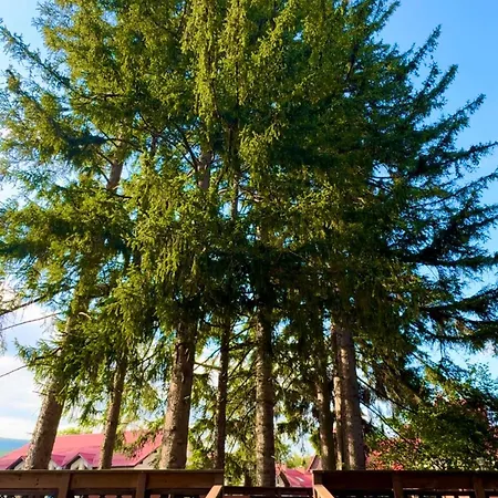 Daire Krolewna Sniezka